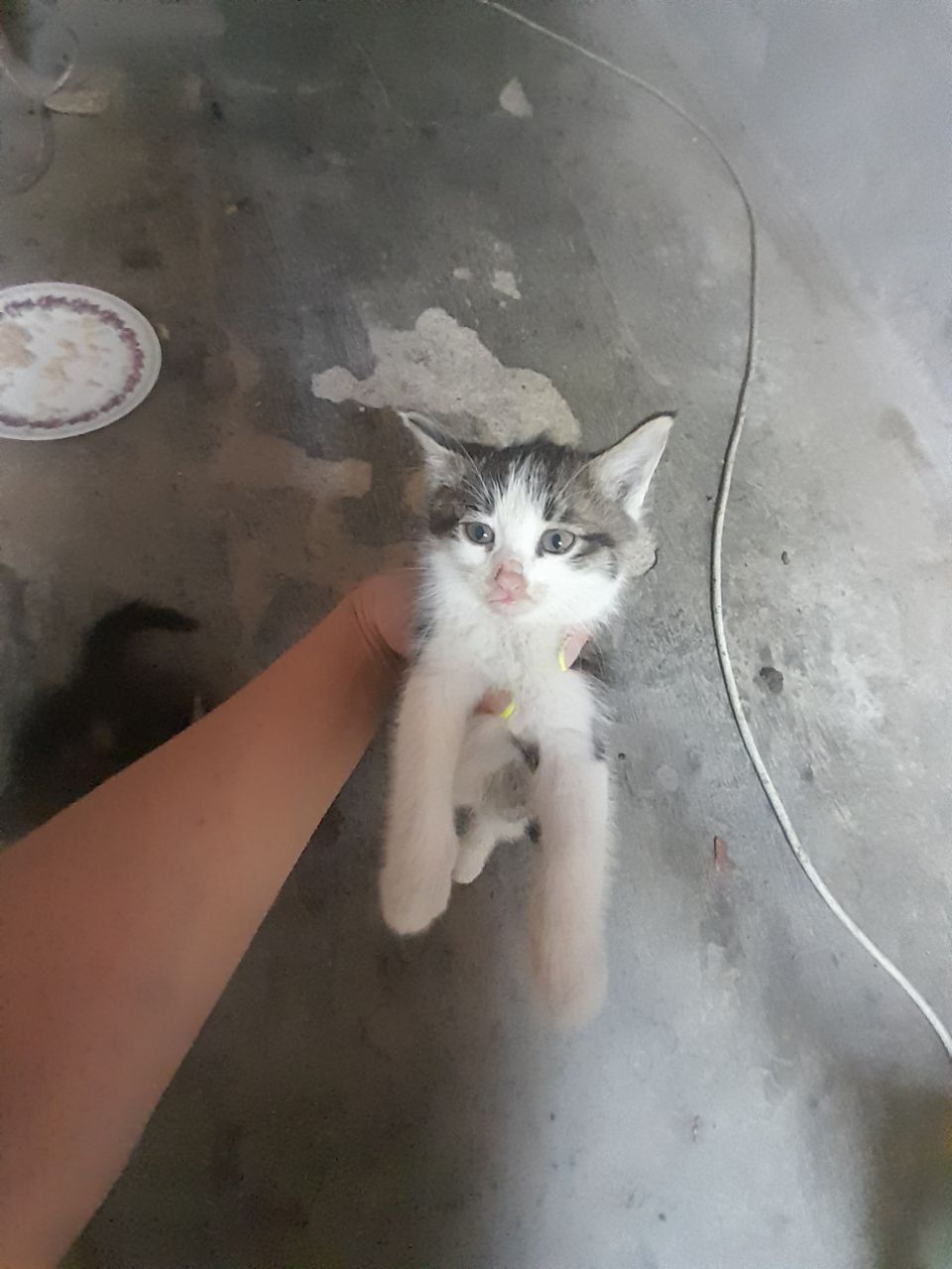 Котята отдам в добрые руки