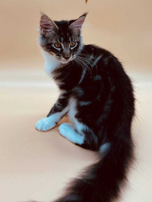 Pisica Femela Maine Coon cu pedigree (WCF AUTORIZATA) Livrare