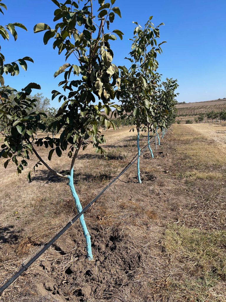 Продава се Земеделски имот в Варна, Автогара -  кв.м за 5763 €/дка - Снимка #3