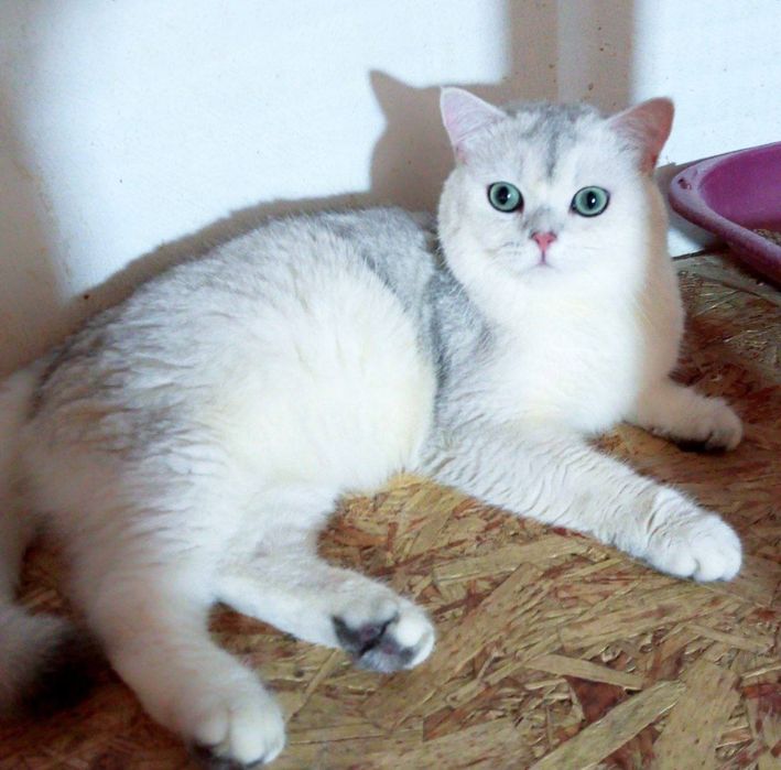ВЯЗКА  Серебристый кот шиншилла