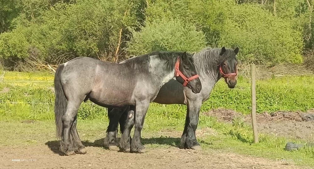 Vând doi mânji frați