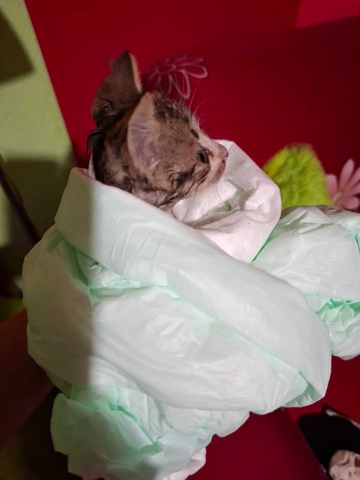 Подарявам! Сладко бебе котенце