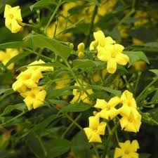 Iasomie Yellow galbena Parfumata