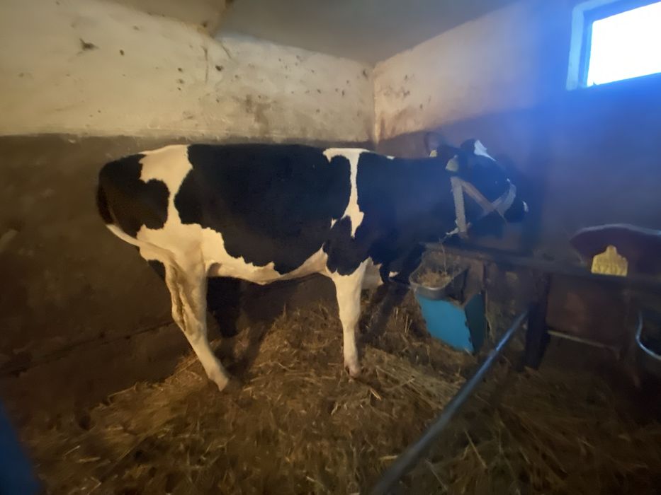 Vițea Holstein cu varsta de  1 an