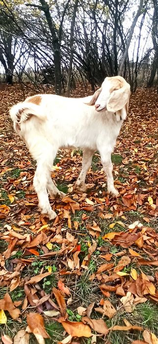 женско яре, мъжко шиле, Неми патици(женски)