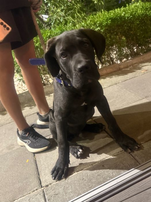 Кане Корсо мъжко