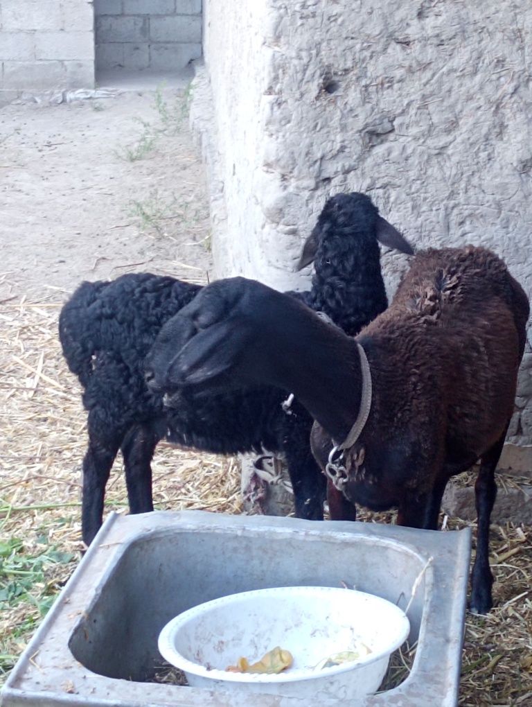 Zotdor qazoqi ona bola qoʻy sotiladi