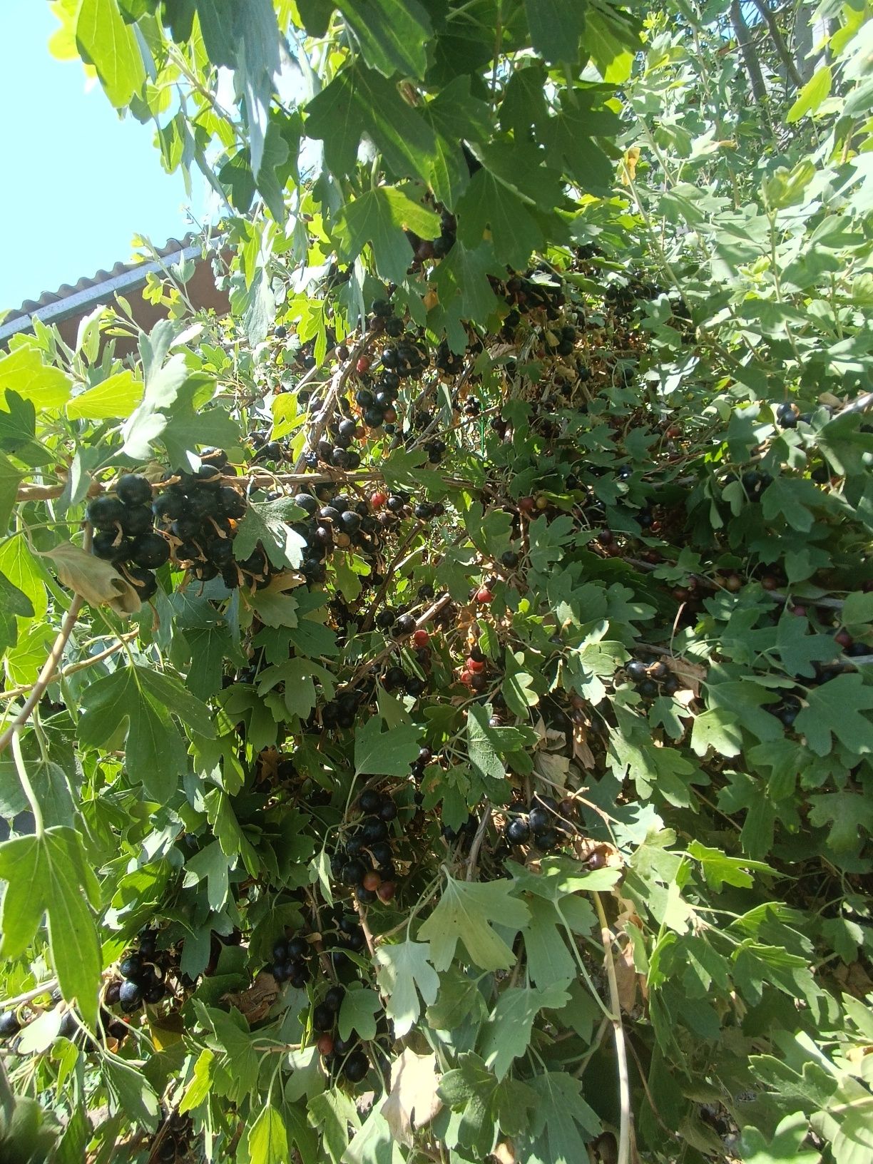 Смородина сатылады