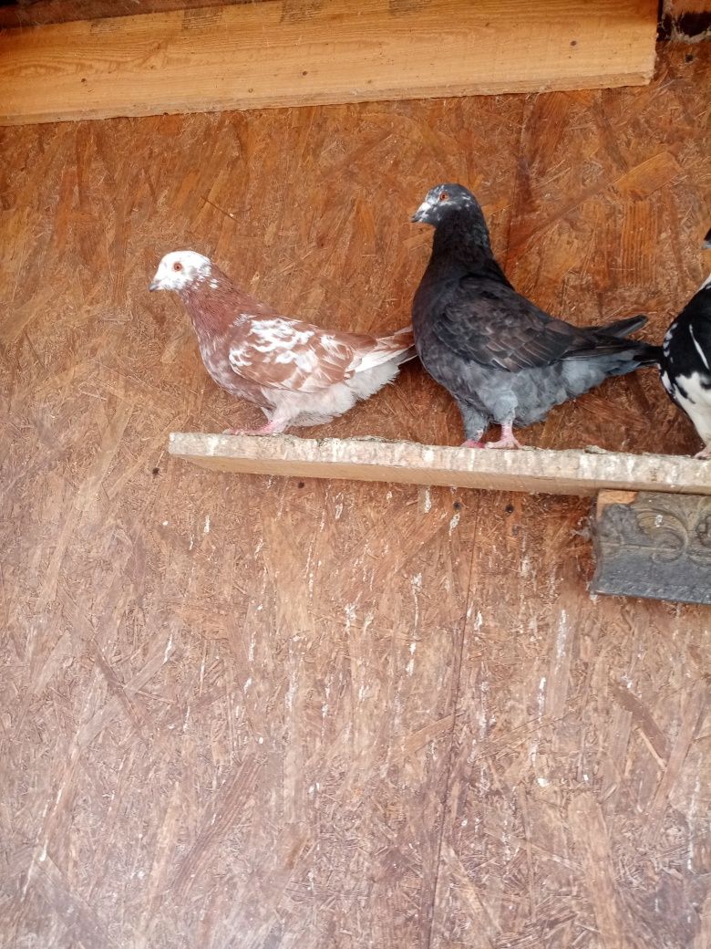Porumbei king vând urgent mascul și femela la prețul de250 lei amandoi