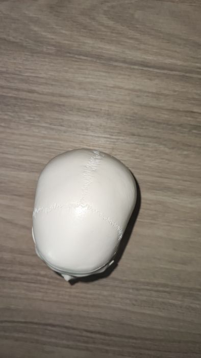 Анатомичен модел на череп