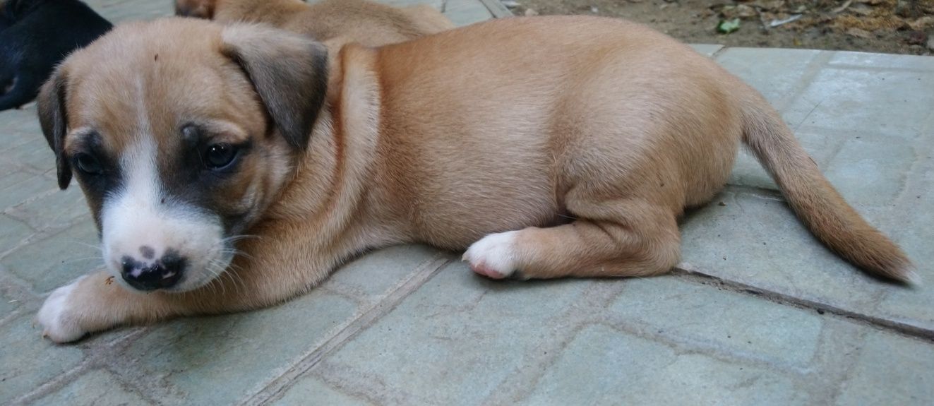 Oferim spre adopție doi masculi talie mică 6 săptămâni
