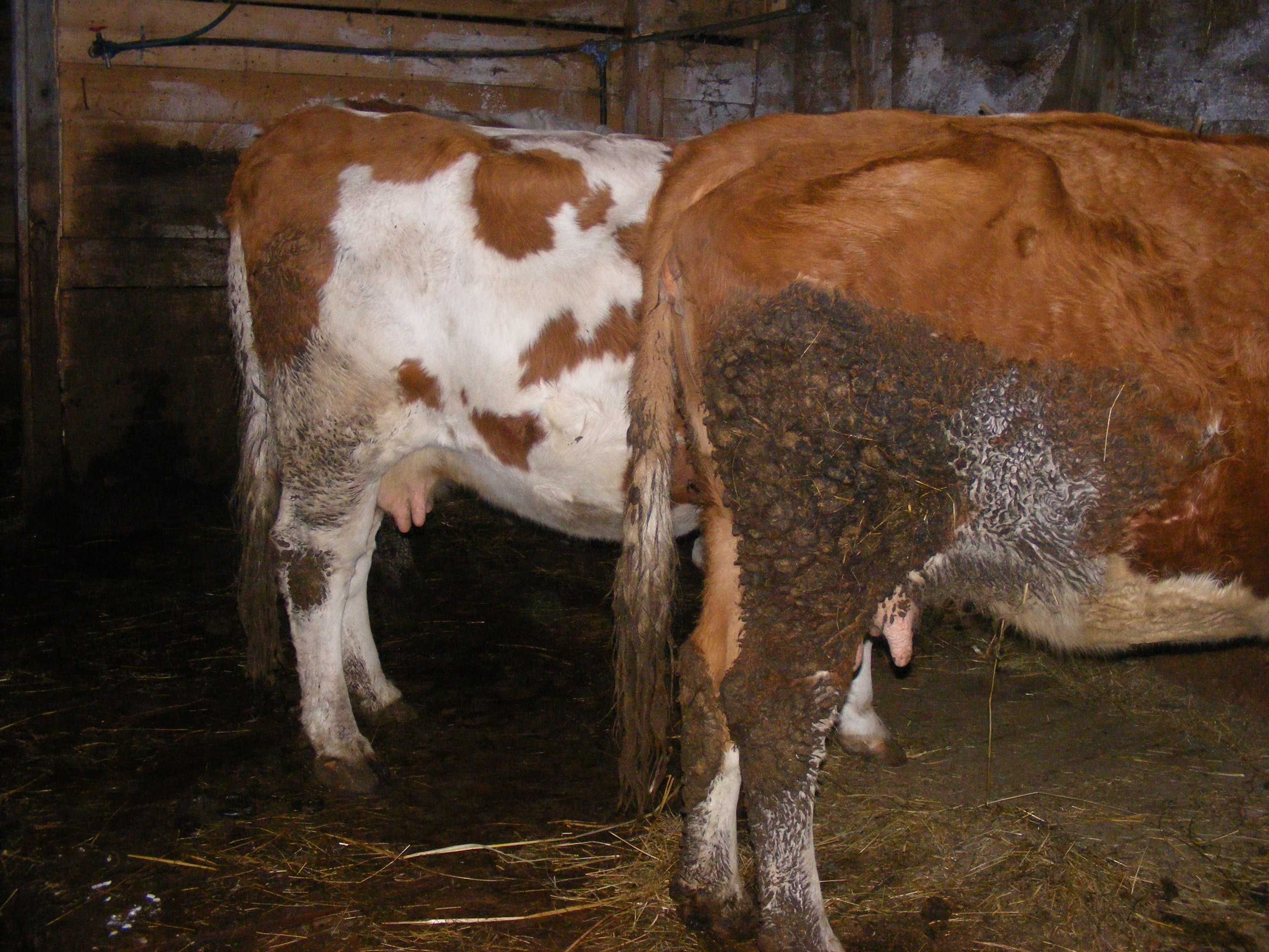 Vand 3 Vaci Baltata Romaneasca INCRISE IN COOP