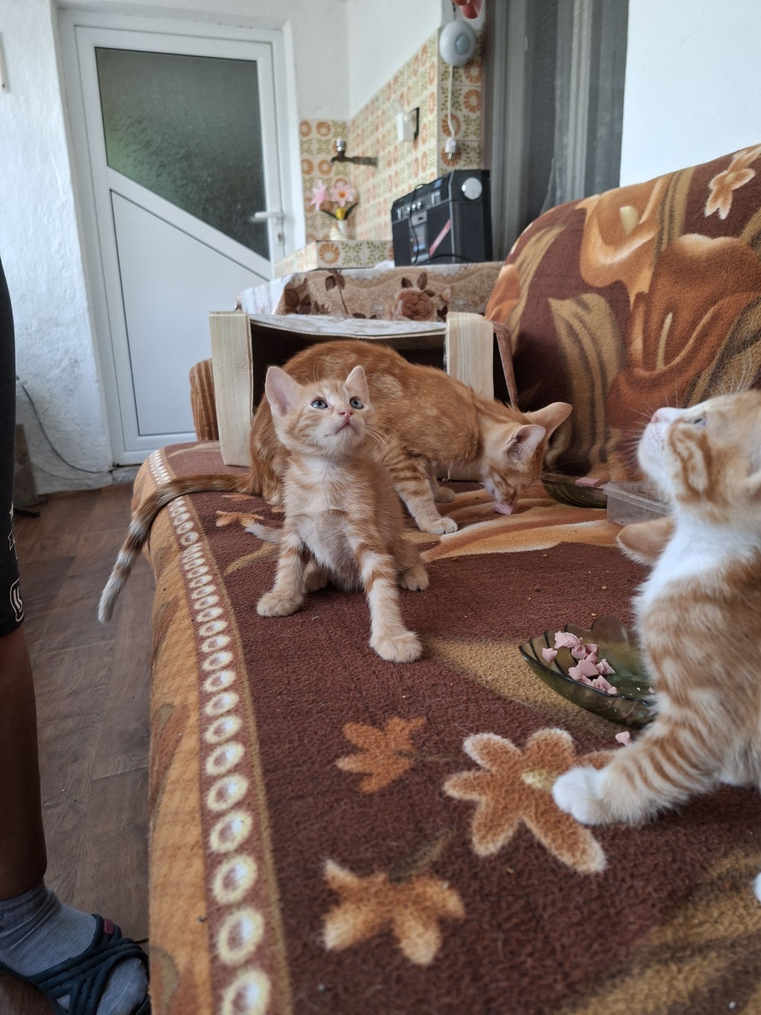 Котета подарявам игриви с хигиени навици