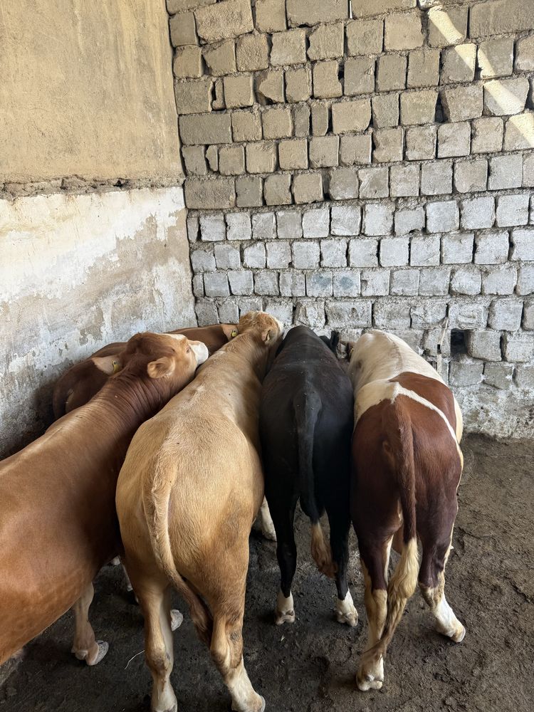 Buqalar Smental grenford limuzin miki maus zotli