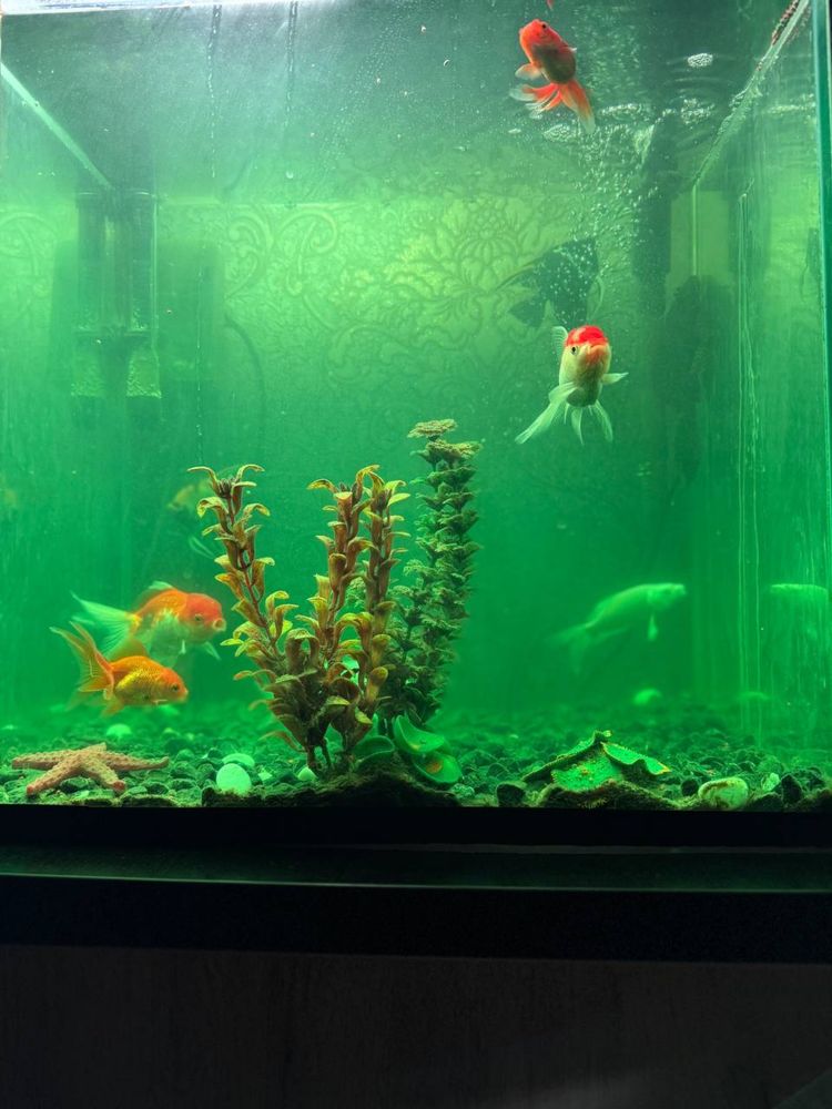 Akvarium baliqlar uchun