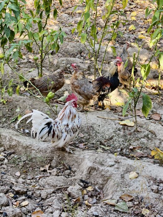 Товук хурозлар сотилади япон. Соглом