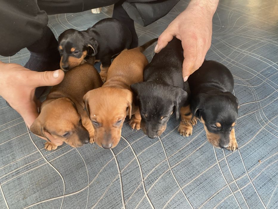 Продам щенят таксы