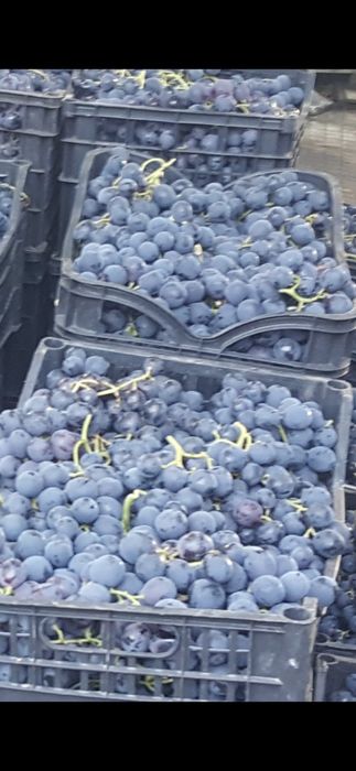 Грозде за ракия Палери 0.80 лв. Пресоване