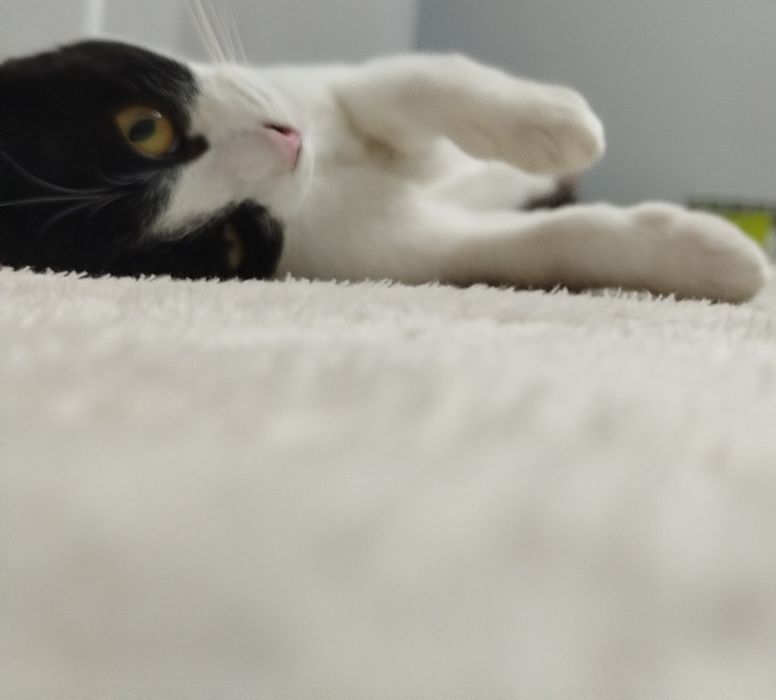 Кошечка ищет любящих хозяев