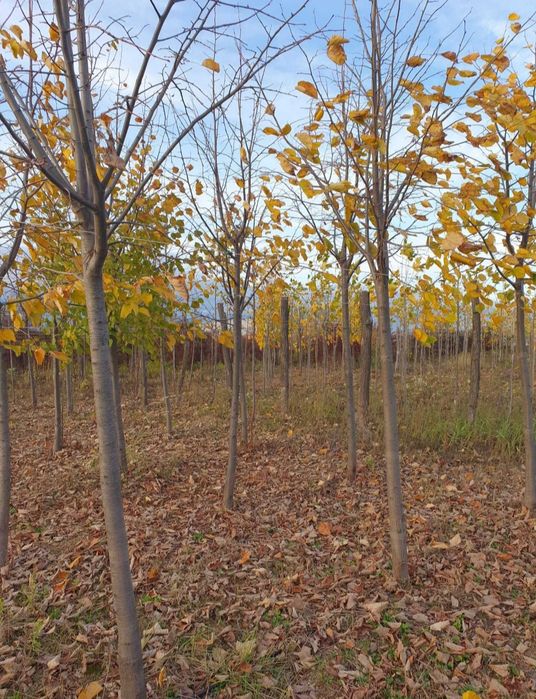 Tei de floare, stejar roșu, pin,brad, mesteacăn/arbori ornamentali