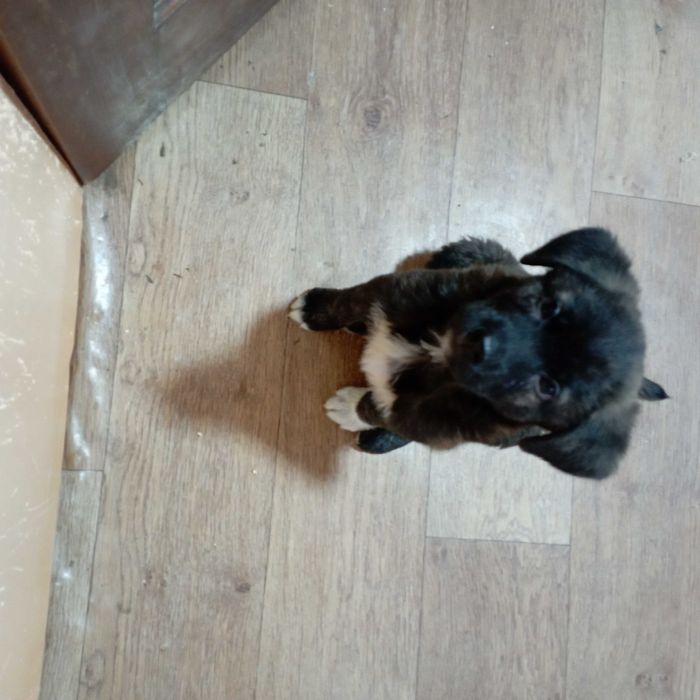 щенок в хорошие добрые руки