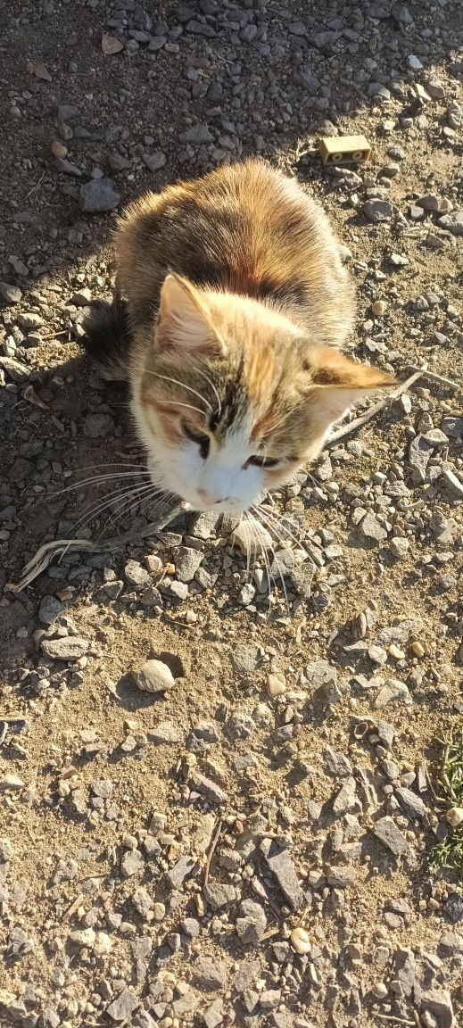 Котенок кошка кот девочка мысык