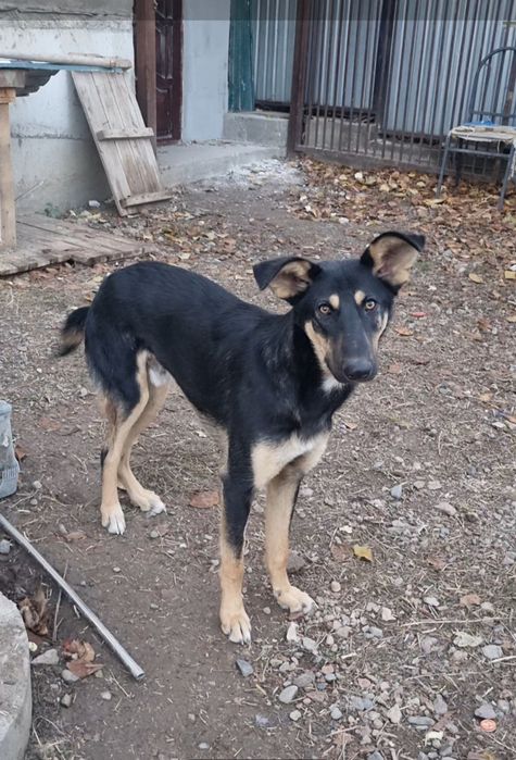 Лео в поисках дома. Доставлю!