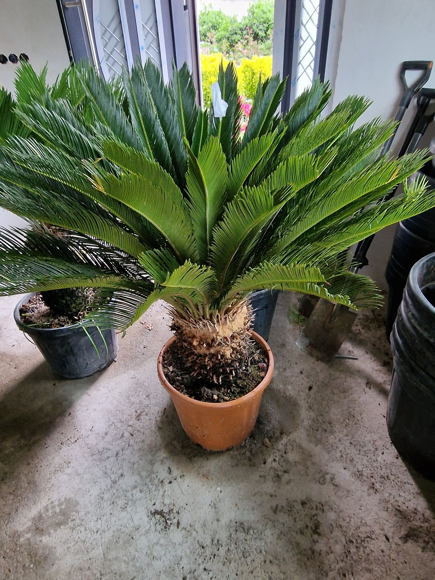 Cycas revoluta, palmieri.