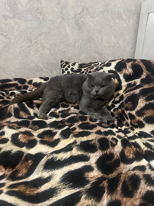 Продаёться скотиш фолд