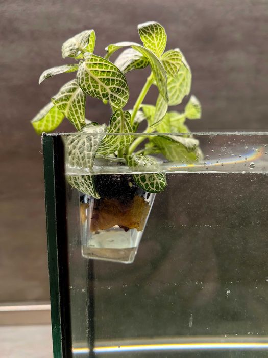 Растения за аквариум в саксия