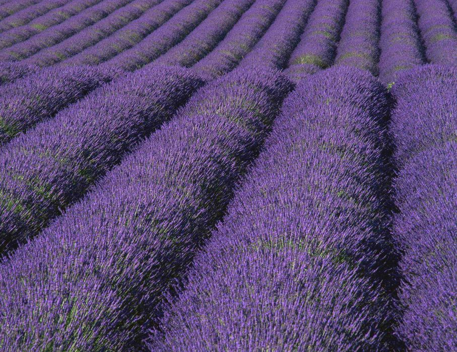 Lavanda matura(Anul 4)–tufa premium ghiveci 5L–bordura/terasă de vis