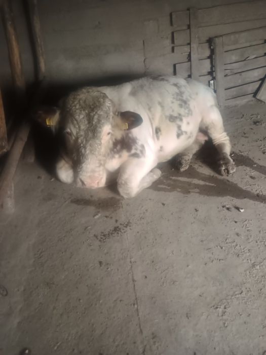 Taur belgian pe roșu