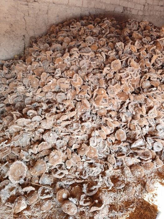 Pista galopkasi yaxshi holatda