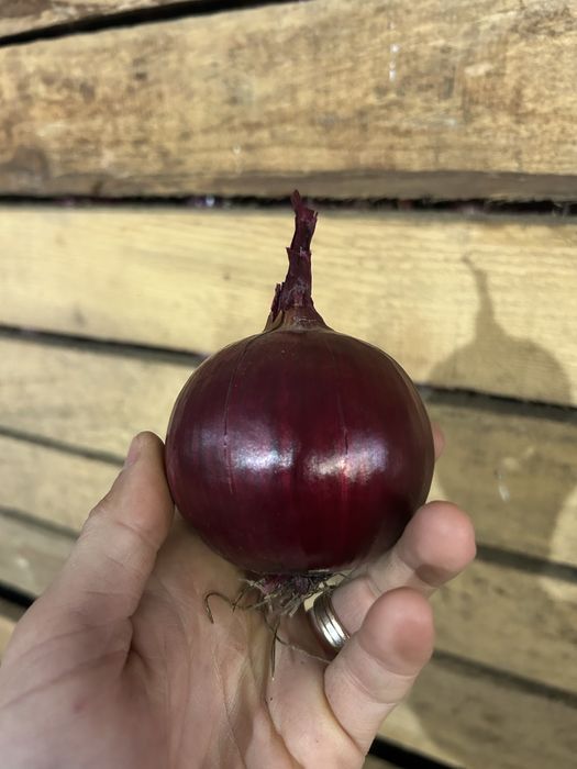 Ceapă roșie calitatea I calibru 50+