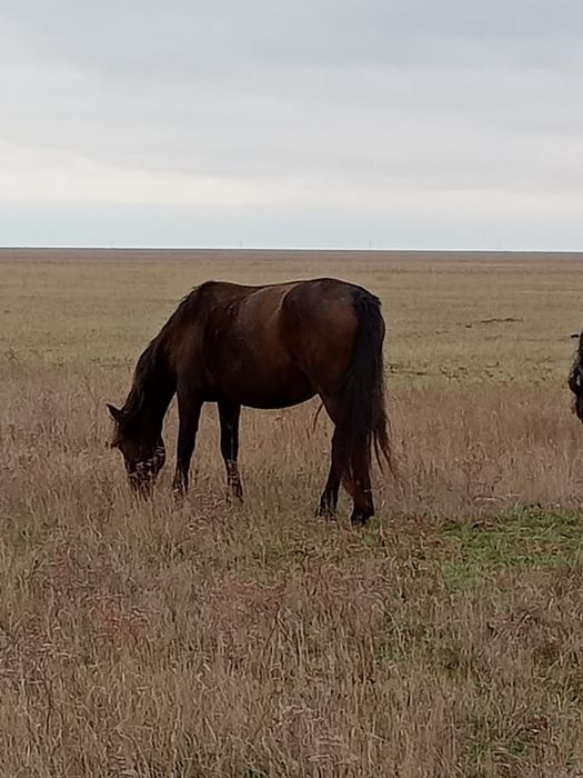 Бие , байтал, тай байтал жабағы