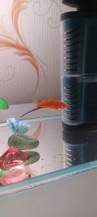 Рыбки аквариумные