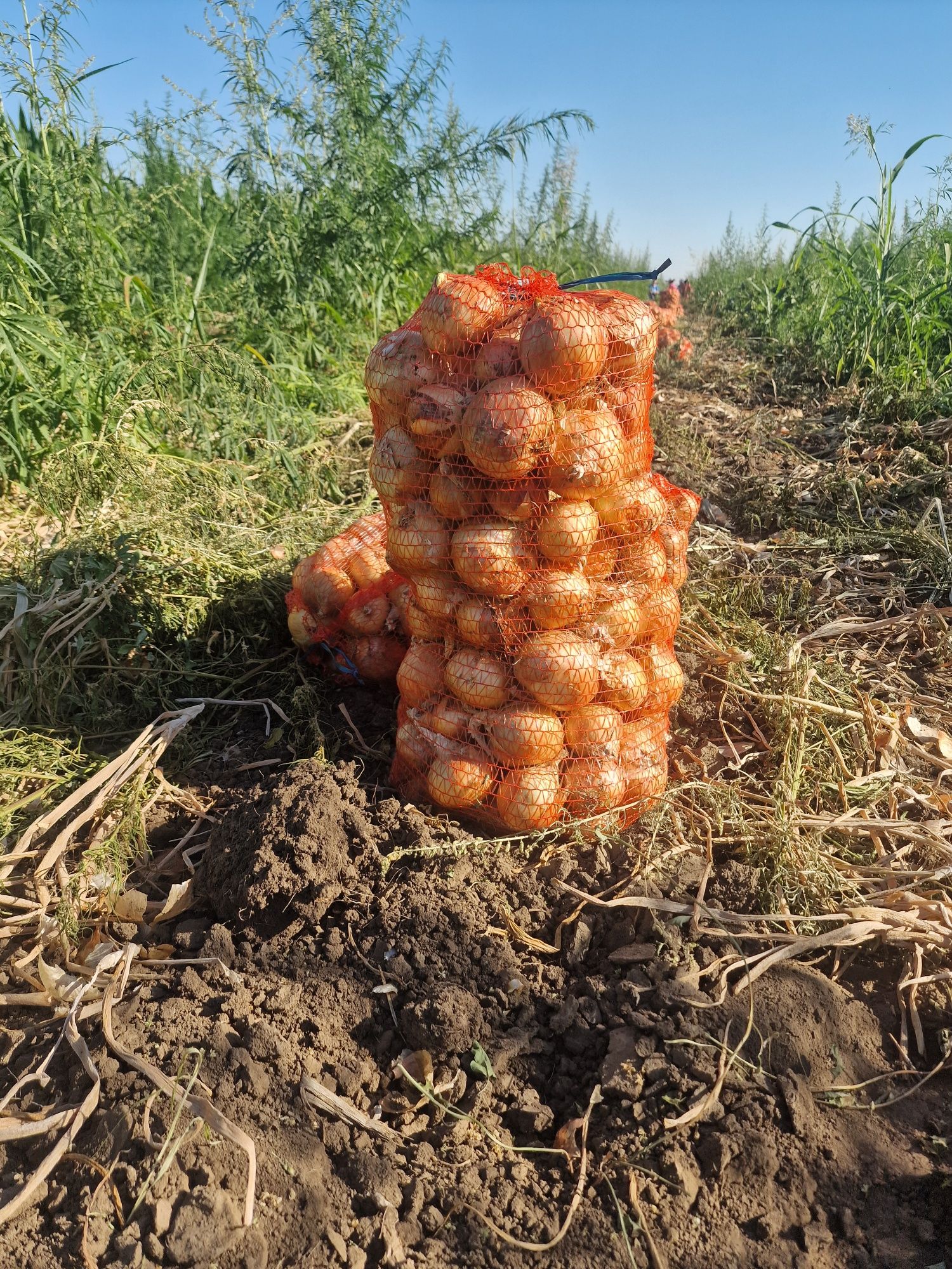 Ceapa  de vanzare cal 1 și 2