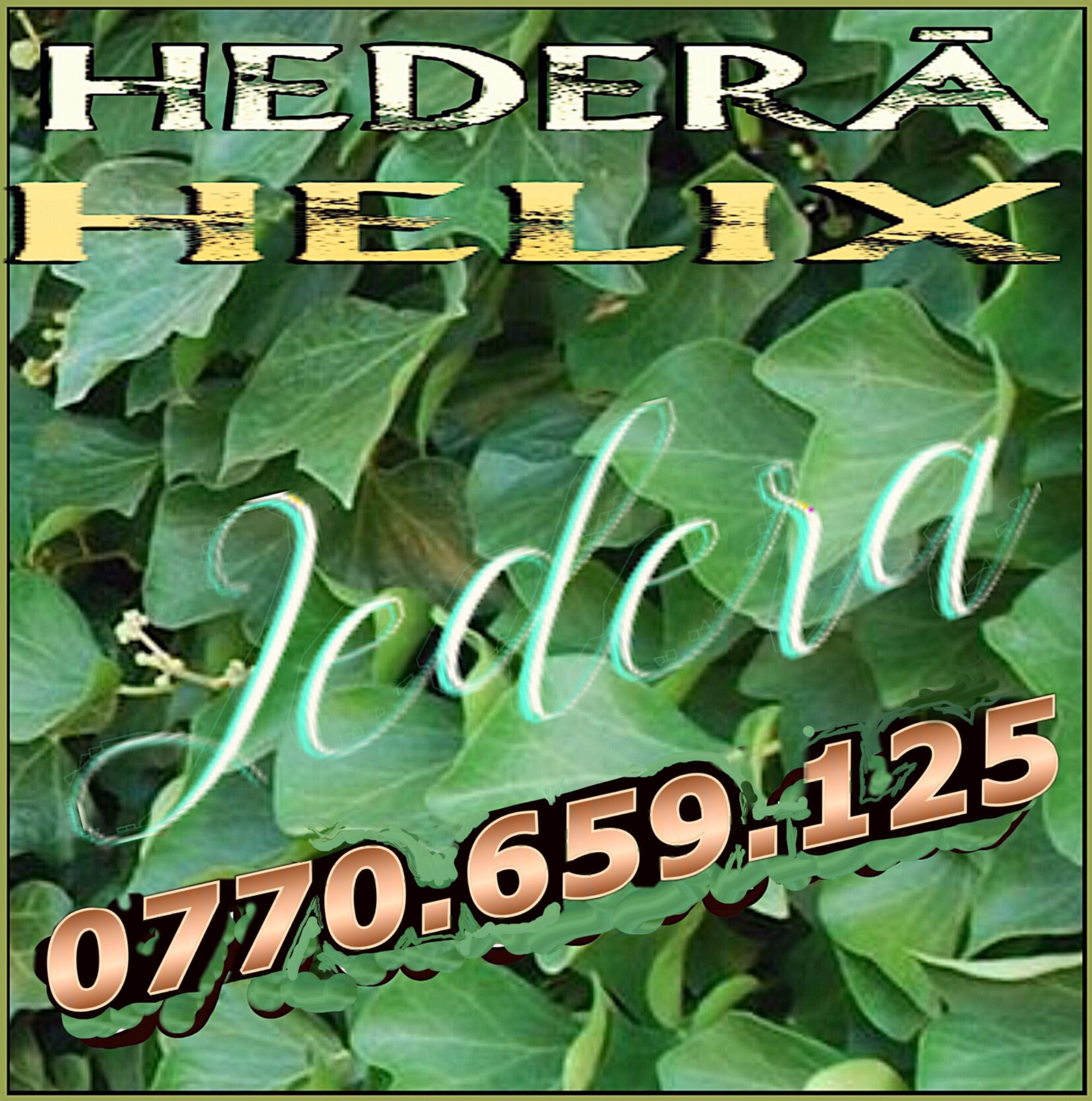 Iedera (Hedera helix)