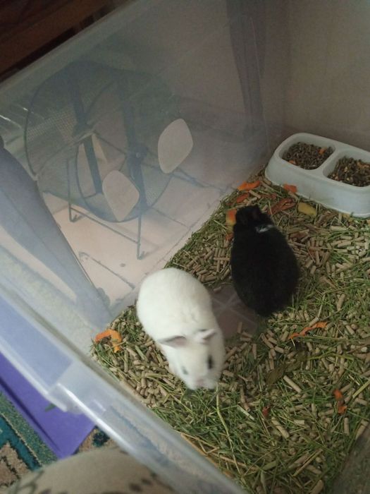 Продам декоративных кроликов