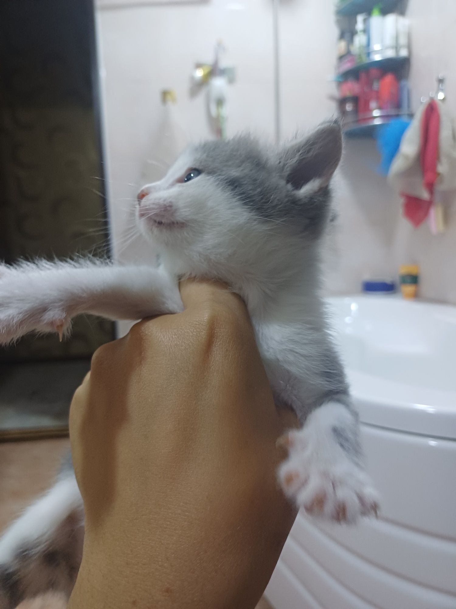 Кошка продаётся ей 1 месяц