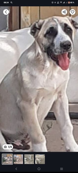 Продам щенка САО Алабай по кличке Ярс