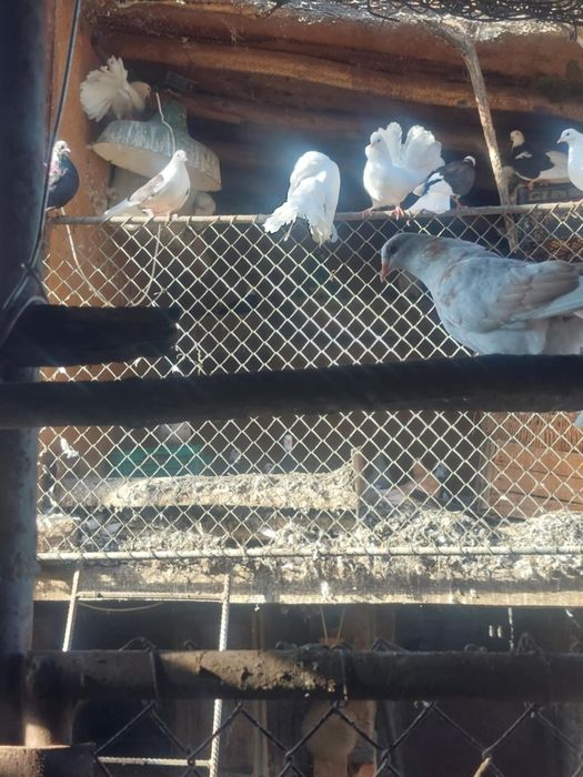 Гълаби фенерлии и играчи .