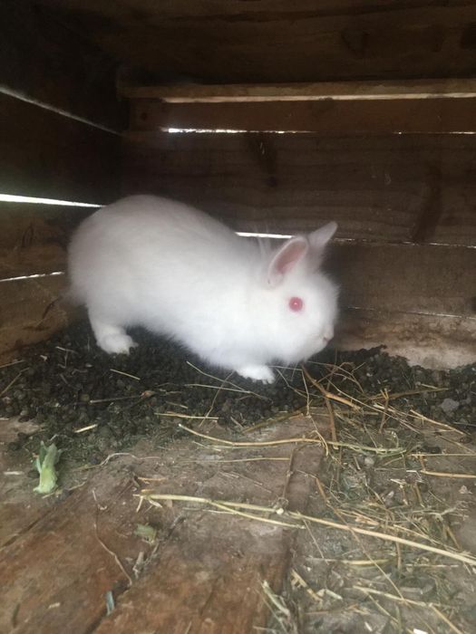 Vand iepurasi hycoli si cap de leu