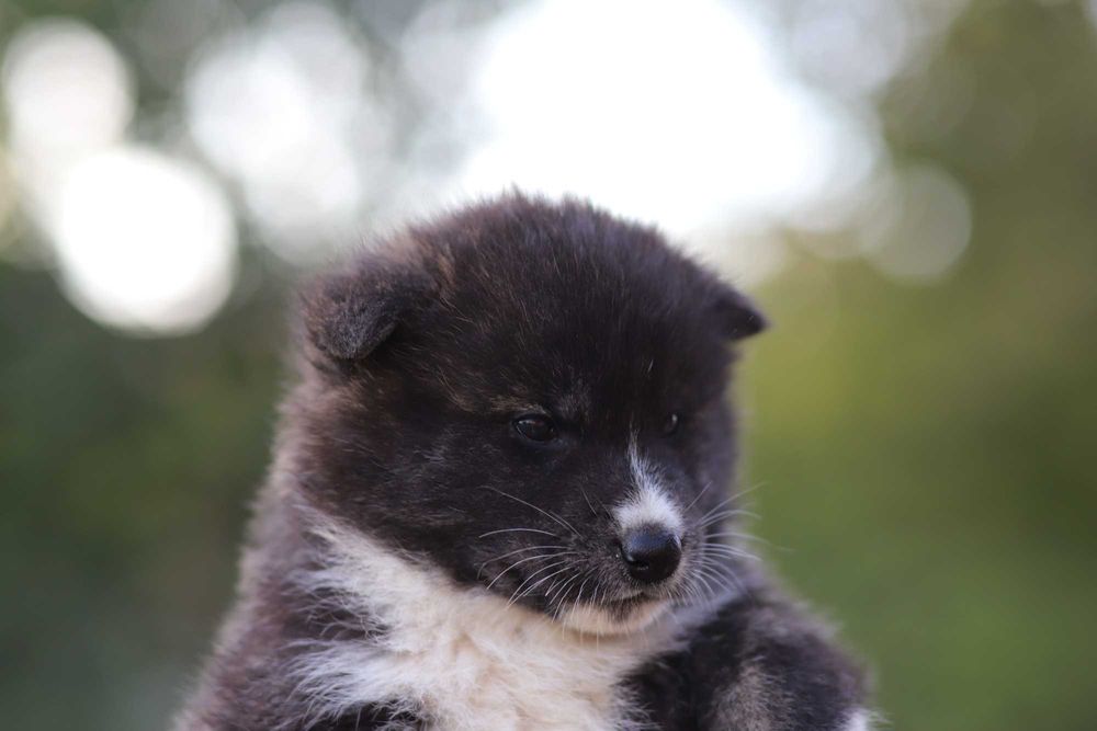 Pui Akita Inu femela roscata si mascul brindle (tigrat)