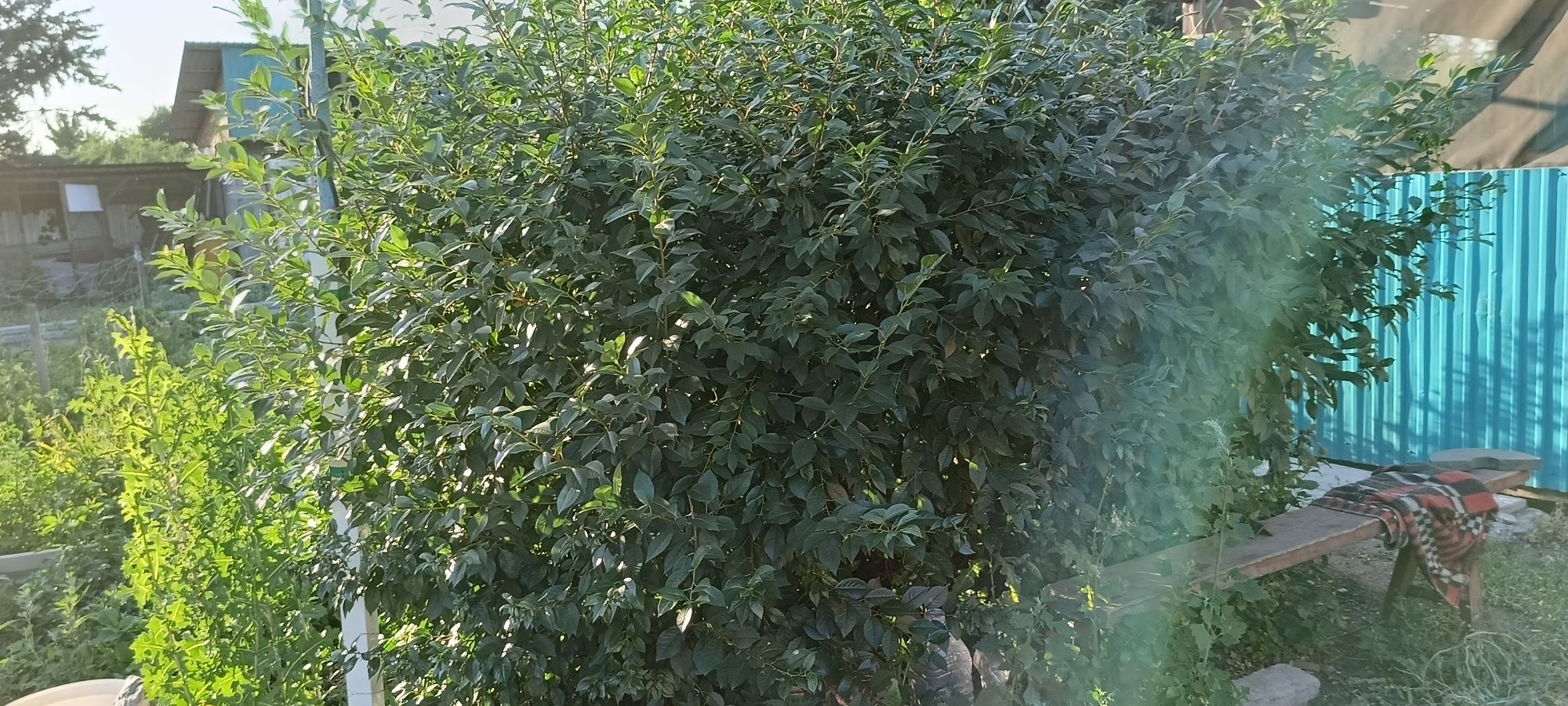 Продам дачу на Мирном