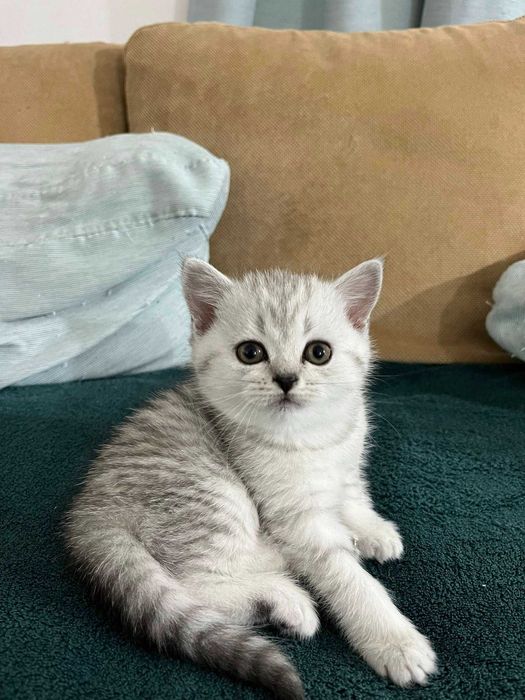 Котета - британски късокосмести