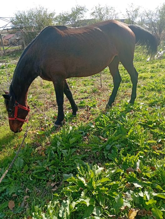 Vând iapă cuminte și buna de căruță