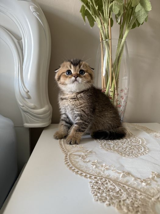 Scotish fold sogʻlom toza zotli.  Скотиш фолд здаровый чистокровный