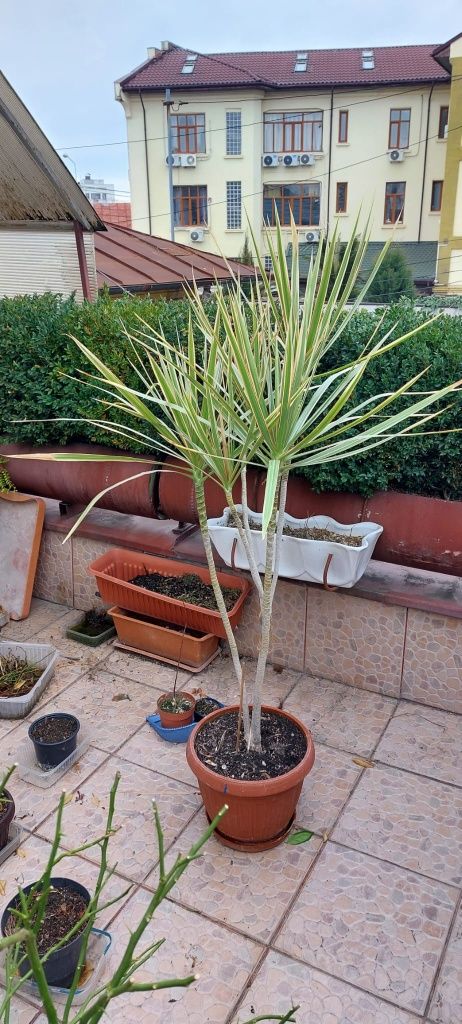 Dracaena, micuțul palmier