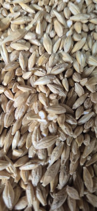 Orzoiaca de primavara